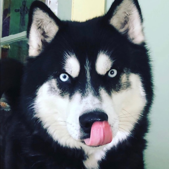 π π¦ Pet Friendly Home π π¦ - Picture 3 of 8